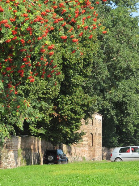 Reife Vogelbeeren an der Stadtmauer