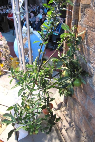 �kum. Gottesdienst - Ein Apfelb�umchen f�r den 1. Gottesdienst eines polnischen evangelischen Bischofs in der Marienkirche �Und wenn morgen die Welt unterginge, w�rde ich noch heute ein Apfelb�umchen pflanzen.